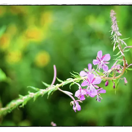 아파트 Manor House Flat In